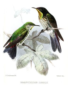 Descrizione dell'immagine RhamphomicronDorsaleKeulemans.jpg.