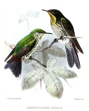 Black short-billed hummingbird painted by John Gerrard Keulemans