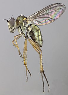 <i>Rhaphium consobrinum</i> Species of fly