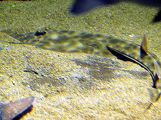 <span class="mw-page-title-main">Brown guitarfish</span> Species of cartilaginous fish