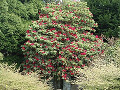 Древовидный фото. Азалия древовидная куст. Rhododendron arboreum. Rhodoreae Rhododendron arboreum. Лауния древовидная.