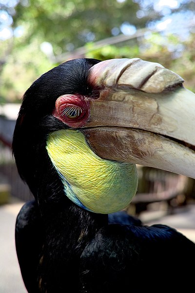 File:Rhyticeros undulatus -Bali Zoo, Indonesia -female-8a (2).jpg