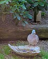 Ringduva Wood Pigeon (13896236967).jpg