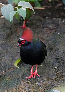 Rollulus rouloul -Toronto Zoo, Canada -male-8a.jpg