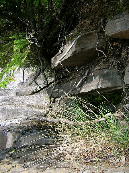 File:Roots and slate.JPG