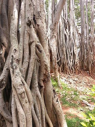 <span class="mw-page-title-main">Dodda Alada Mara</span> Banyan tree in Karnataka, India