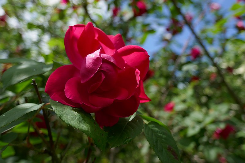 File:Rosa 'Château de Vaire' 01.jpg