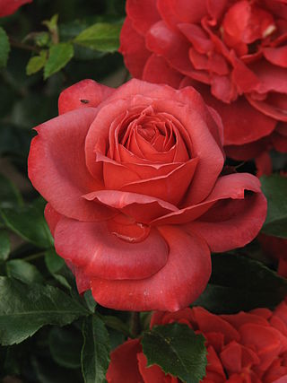 <i>Rosa</i> Hot Cocoa Floribunda rose cultivar