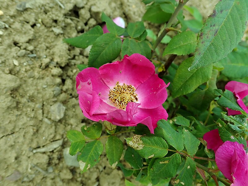 File:Rosa Onerva 2019-06-06 0793.jpg