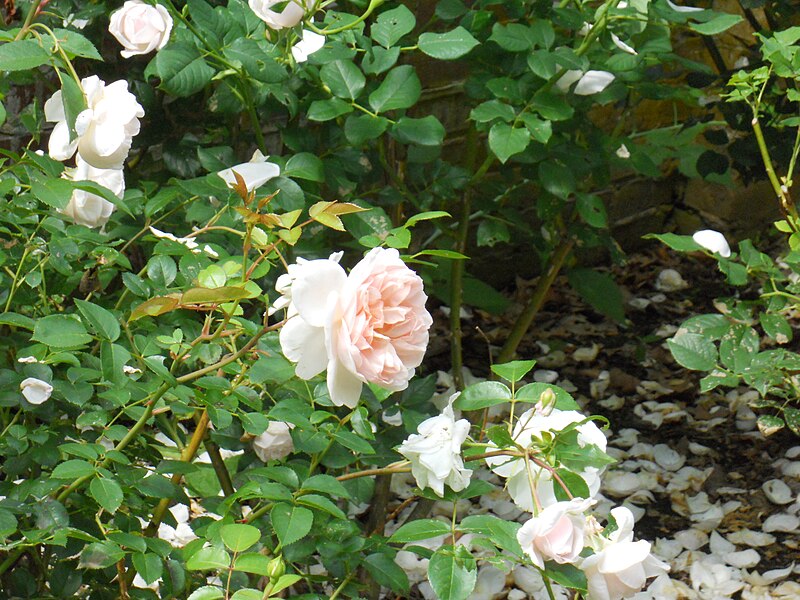 File:Rose garden 2.JPG