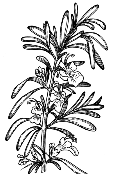 File:Rosemary Plant (PSF).png