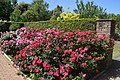 The roses are in full bloom at en:Kana Garden (Hiratsuka, Japan)