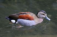 Rotschulterente (Callonetta leucophrys), Tierpark Hellabrunn, München