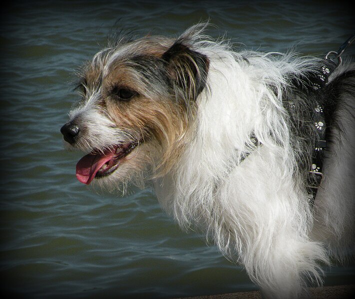 File:Rough Coated Jack Russell Terrier.JPG