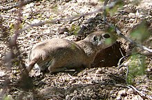 Round-tailed ground squirrel Round tailed ground squirrel.jpg