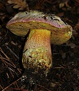 Le Bolet joli (Rubroboletus pulchrotinctus), toxique.