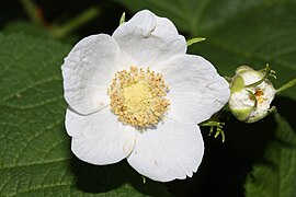 Rubus parviflorus