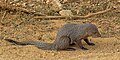 * Nomination Indian brown mongoose (Herpestes fuscus) --Charlesjsharp 17:17, 11 March 2022 (UTC) * Promotion  Support Good quality. --Rjcastillo 02:31, 12 March 2022 (UTC)