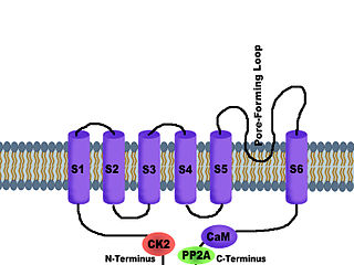 SK channels (small conductance calcium-activated potassium channels) are a subfamily of Ca2+-activated K+ channels. They are so called because of their small single channel conductance in the order of 10 pS. SK channels are a type of ion channel allowing potassium cations to cross the cell membrane and are activated (opened) by an increase in the concentration of intracellular calcium through N-type calcium channels. Their activation limits the firing frequency of action potentials and is important for regulating afterhyperpolarization in the neurons of the central nervous system as well as many other types of electrically excitable cells. This is accomplished through the hyperpolarizing leak of positively charged potassium ions along their concentration gradient into the extracellular space. This hyperpolarization causes the membrane potential to become more negative. SK channels are thought to be involved in synaptic plasticity and therefore play important roles in learning and memory.