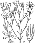Sabatia campanulata BB-1913.png