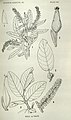Salix goodingii & tweedyi illustrations.jpg