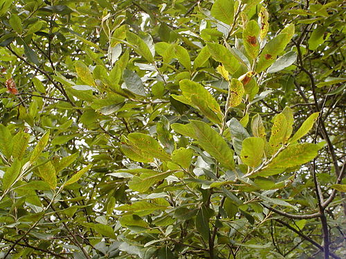 Salix purpurea purpurea 1.JPG