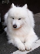 Samoyed Image 001.jpg