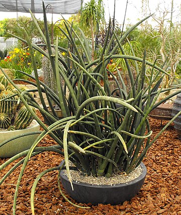 Sansevieria