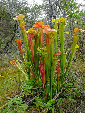 Descrizione dell'immagine Sarracenia oreophila ne3.jpg.