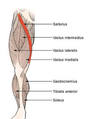 <span class="mw-page-title-main">Sartorius muscle</span> Longest muscle in the human body