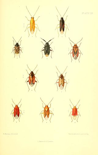 <i>Psallus quercus</i> Species of true bug