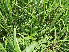 根出葉は花時にも生存する。根出葉の葉身は草質で、長楕円形になり、大型で縁は羽状に深裂し、裂片は4-6対になる。