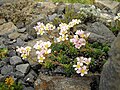 Saxifraga marginata