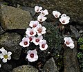 Saxifraga ×irvingii 'Walter Irving'