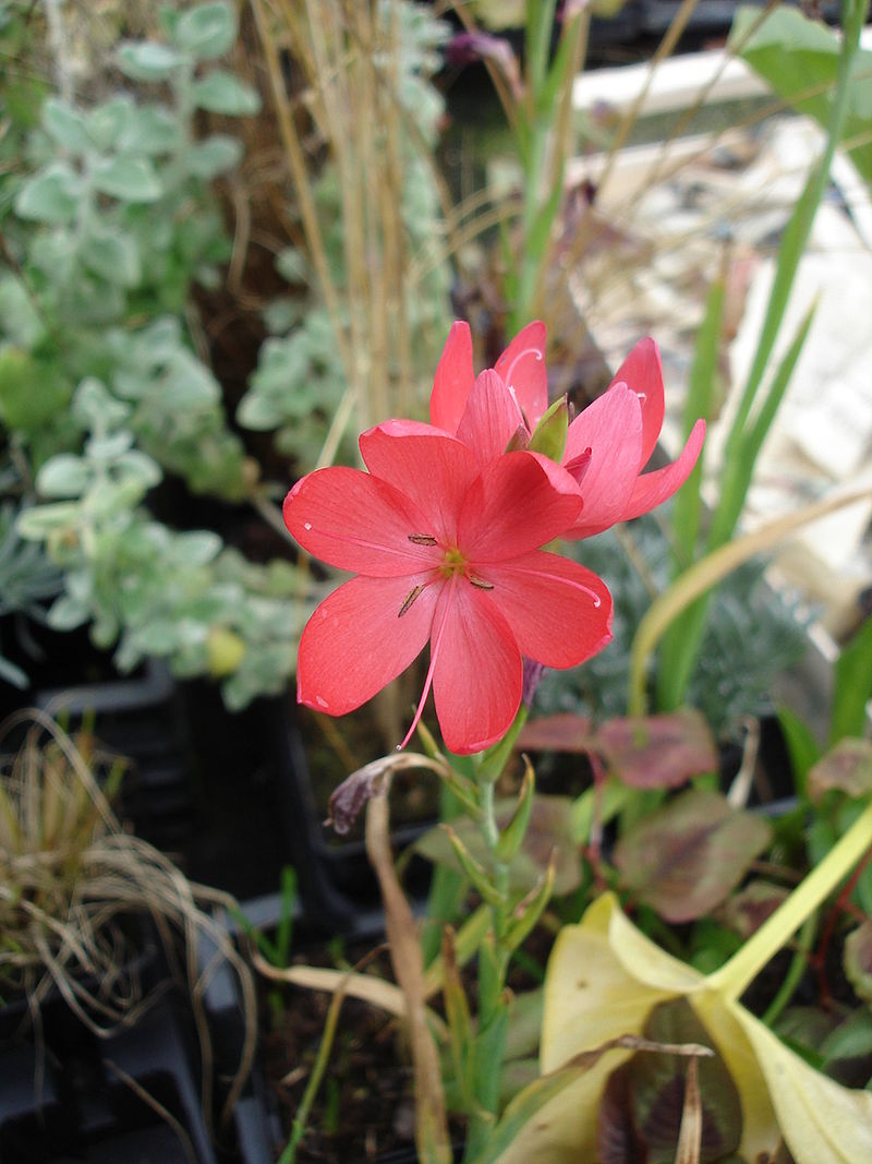 Schizostylis coccinea 01.jpg