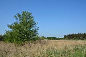 Schleswig-Holstein, Kreis Dithmarschen, Lundener Niederung NIK 2304.jpg