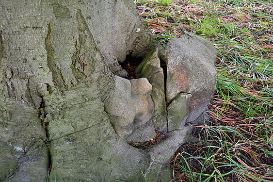 Diese alte Buche als Naturdenkmal hat im Laufe der Jahre sogar einen Findling spalten können.