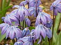 Scilla siberica0.jpg