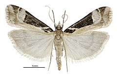 Скопария с.л. trapezophora male.jpg