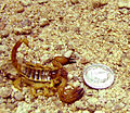 Scorpio maurus (Iraq).jpg