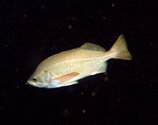 <i>Sebastes ovalis</i> Species of fish