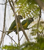 Senegal-parrot-montage-2.jpg