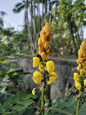 দাদমর্দন: উৎপত্তি, ব্যবহার, আকার