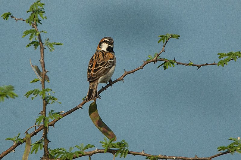 File:Shelley's Rufous Sparrow - 27-08-06 Murchison Falls - Uganda NP Uganda 06 5442 (28909858907).jpg