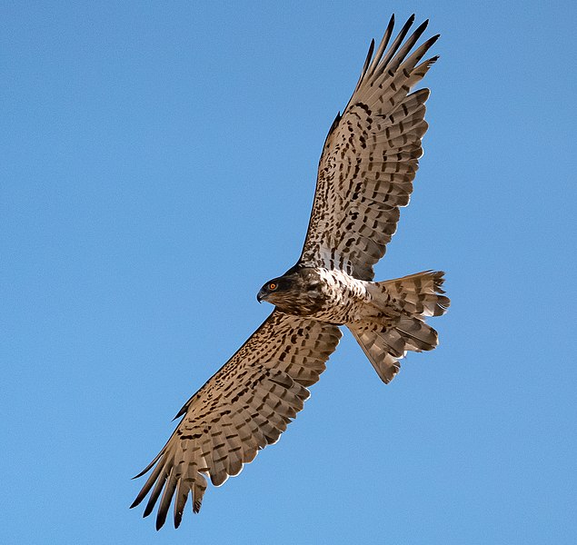 File:Short Toed Snake Eagle by Irvin Calicut IRV3859.jpg