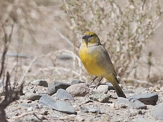 <span class="mw-page-title-main">Puna yellow finch</span> Species of bird