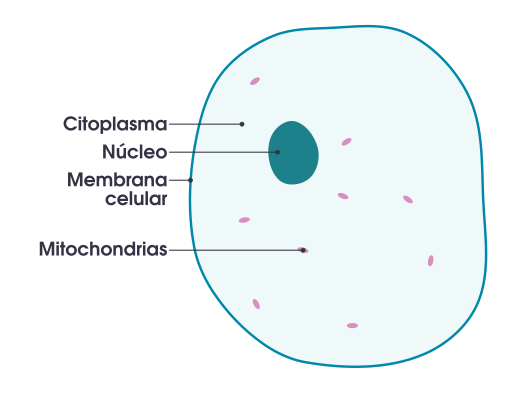 Download File:Simple diagram of animal cell (es).svg - Wikimedia Commons