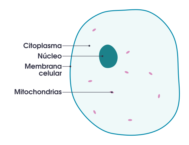 File:Simple diagram of animal cell (es).svg - Wikimedia ...