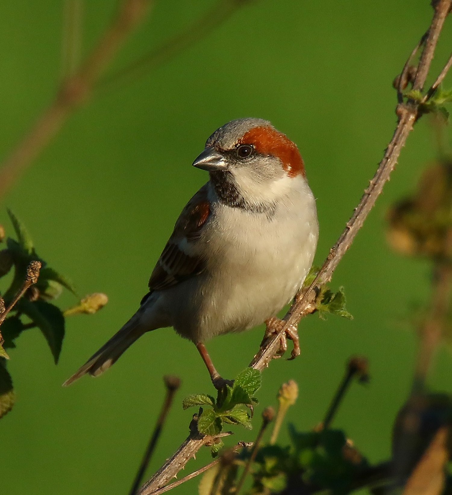 House sparrow - Wikiwand