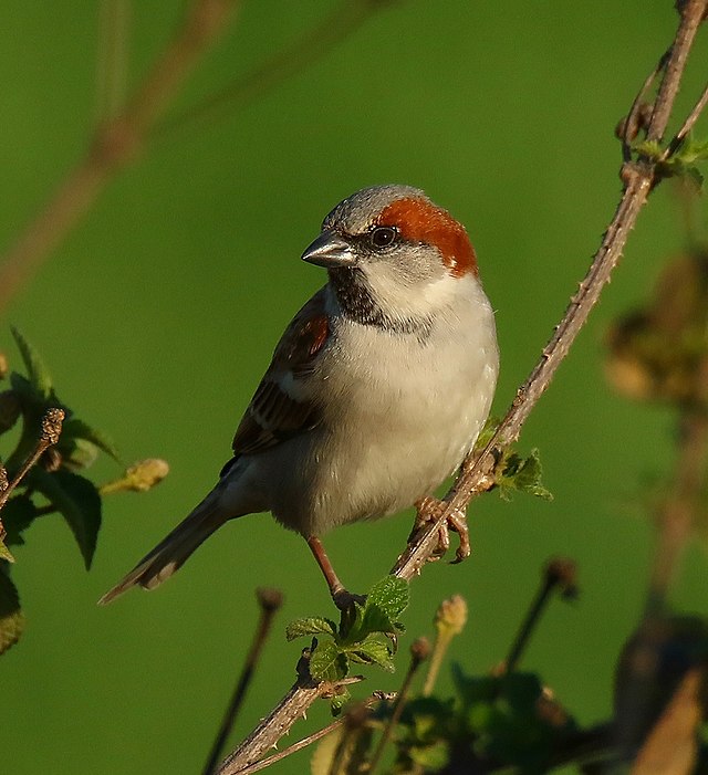 House sparrow - Wikipedia